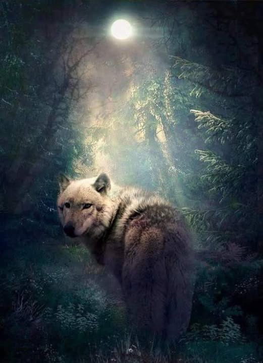 le cil du loup